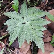 Image result for Doryopteris concolor