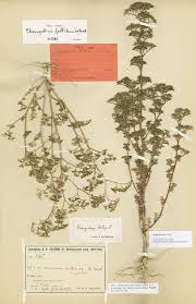 Image result for Dysphania procera