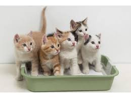 Kedi Tuvalet Aliskanligi Nasil Yapilir Kedi Ansiklopedisi Kediariyorum Com
