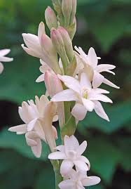Image result for Polianthes tuberosa
