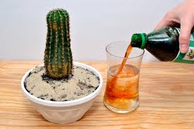 What does cactus look like? Caring For Cacti At Home Helpful Hints How Many Times To Water The Cactus Watering Blooming Cacti