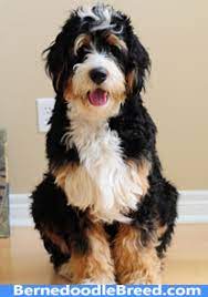 Nov 29, 2019 · bernedoodle dogs come in different sizes like standard, miniature, and toy size depending upon the poodle size. Do Bernedoodles Have Undercoats Yes It S True