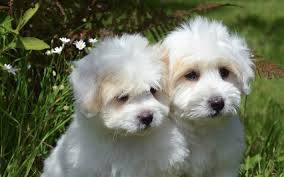 Download Wallpapers Havanese Bichon White Fluffy Puppies 4k Cute Dogs Puppies Besthqwallpapers Com White Fluffy Puppies Fluffy Puppies Bichon