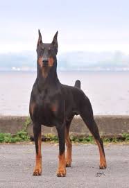Black And Tan Doberman Puppies Black And Tan Dobe Doberman Pinscher Doberman Dogs Aggressive Dog Breeds