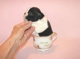 The boston terrier puppies are full of personality and are often called the american gentleman. the breed's origins are well documented and started in descended from mixes of white english terriers an english bulldogs, in the early 1800's, these terriers were about twice as big as today's pups. Teacup Miniature Akc Boston Terrier Puppies For Sale Texas Boston Terrier Breeder Boston Terrier Puppy Boston Terrier For Sale Teacup Boston Terrier