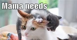 What does it take to get him confident? Celebrate Mother S Day With Some Of Our Favorite Mom Cat Memes I Can Has Cheezburger