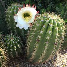A blue cactus with short and lumpy monstrose growth, to 12″ tall. Img 2268 Jpg Cactus Flower Cactus And Succulents Cacti And Succulents