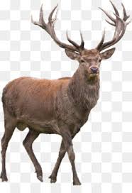 elk png elk head elk vector cartoon elk elk drawings elk mascot bugling elk elk fighting bpoe elks elks lodge logo cow elk cleanpng kisspng bpoe elks elks lodge logo cow elk
