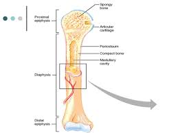 The articular surfaces are smooth, even after articular cartilage is removed. Gross Anatomy Long Bone Basic Structure Superior View Transverse Section Diaphysis Of An Immature Long Bone Ppt Download