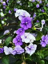 Image result for Brunfelsia