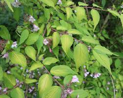 Image result for Kolkwitzia amabilis