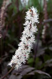 Image result for Asterochaete