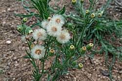 Image result for Erigeron bonariensis