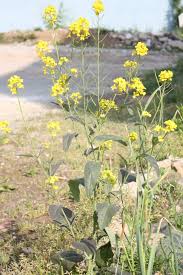 Image result for Brassica juncea