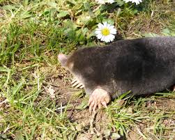 Moles will not respond to repellents, strobe lights, music, moth balls, or ammonia. Mole Animal Wikipedia