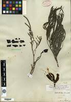 Image result for Elephantorrhiza elephantina