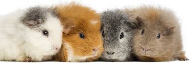 Maybe you would like to learn more about one of these? Vitamin C For Guinea Pigs Grange Co Op