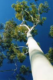 Pin By Teresa Roe On Nature Beauty Beautiful Tree Trees To Plant White Tree