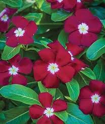 Pin On Vickie S Gardening