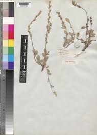 Image result for Alysicarpus zeyheri