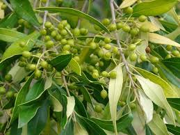 Image result for Olea capensis