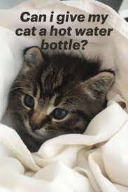 Can I Give My Cat A Hot Water Bottle Water Bottle Hot Water Bottle Hot Water