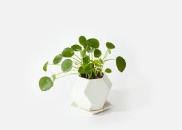 Best place to buy a cheap (but surprisingly nice) houseplant. Budget Friendly Sources For Buying Plants Online Apartment Therapy