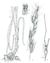 Image result for Tristachya superba