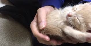 You can watch and like videos and subscribe to channels with a google account. Reaksi Comel Anak Kucing Mamai Selepas Tuan Alih Dari Tempat Tidur Buat Warganet Cair Era Baru