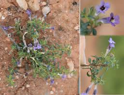 Image result for Aptosimum lugardiae