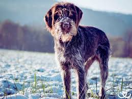 Image result for český fousek stavba těla