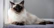 are siamese good cats for allergy sufferers? | Yahoo Answers