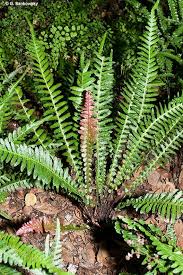 Image result for Nesaea aspera