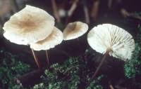 Image result for Marasmius opacus