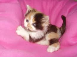 Cute cats photos funny cat pictures funny pics. Kitten Version Of Me Morgan Connelly 3 Cute Baby Animals Calico Kitten Kittens Cutest