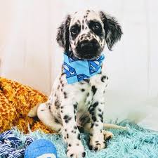 Click here to browse our available pups. Available Puppies Long Coat Dalmatians