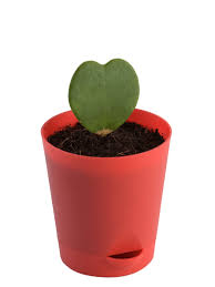 We offer one of the largest selections of rooted hoya plants in the us. Heart Hoya Plant Buy Heart Hoya Plant Online At Best Price In India Ugaoo Com