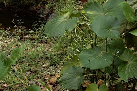 Image result for Piper umbellatum