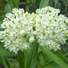 Asclepias Incarnata Ice Ballet Estabrook S A Long Blooming Glowing White Selection Of Swamp Milkweed Ice Ba In 2020 Asclepias Incarnata Asclepias Swamp Milkweed