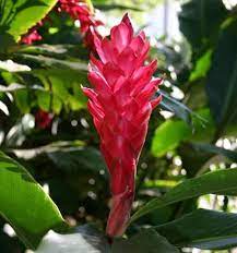 Awapuhi Wild Ginger Beautiful Flowers Wild Ginger Flowers