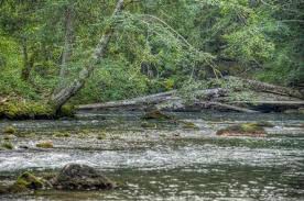 A nice campground in the tall trees, with a small river running by it. Adams Fork Campground Gifford Pinchot National Forest Recreation Gov
