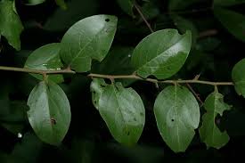 Image result for Ximenia americana