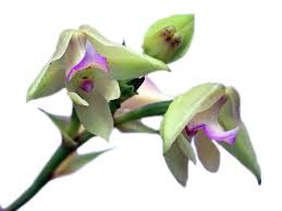 Image result for Polystachya