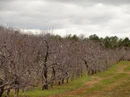 Apple valley is a city in california's san bernardino county. Growing Local Chuck Mcspadden S Apple Valley Orchard At Cleveland Chattanoogan Com