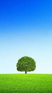 A Tree Blue Sky And White Clouds Tree Wallpaper Nature Tree Beautiful Nature Wallpaper