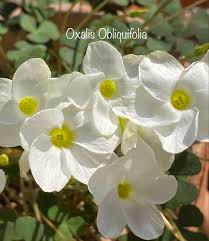 Image result for Oxalis obliquifolia