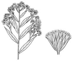 Image result for Eschenbachia