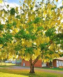 Check spelling or type a new query. Cassia Fistel Rare Pepper Tree Gold Rush Yellow Flower Seeds 10 Seeds Amazon De Garten