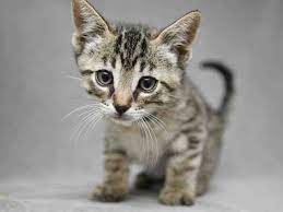 Cats And Kitties For Adoption Cat Adoption Cats Kitten Adoption