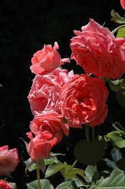 Drift coral rose in 2 gallon pot (coral) 4.1 out of 5 stars 59. Climbing America Rose Rosa Climbing America In Burlington Waterdown Dundas Ontario Ontario On At Connon Nurseries